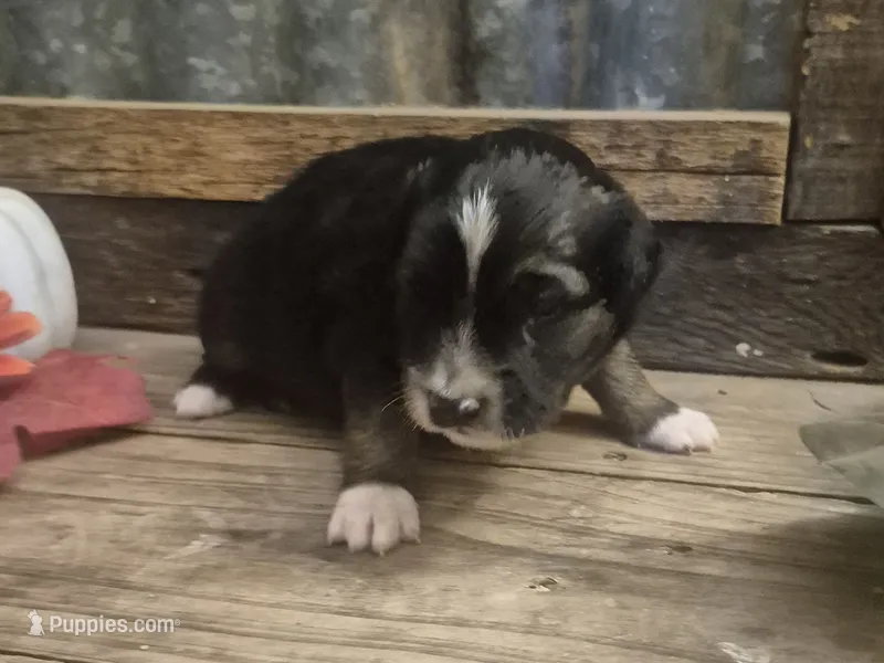 Scarecrow – Miniature Aussiedoodle puppy for sale in Alba, TX