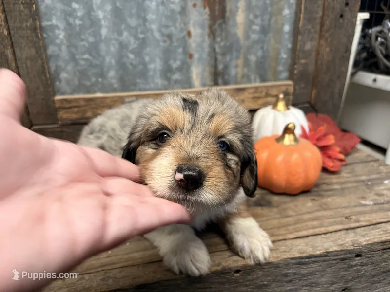 Glinda – Aussiedoodle puppy for sale in Alba, TX