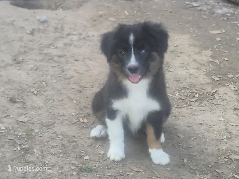 Snickers, a female Toy Australian Shepherd for sale in Alba, TX – 1 of 1