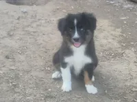 Snickers, a female Toy Australian Shepherd for sale in Alba, TX – 1 of 1