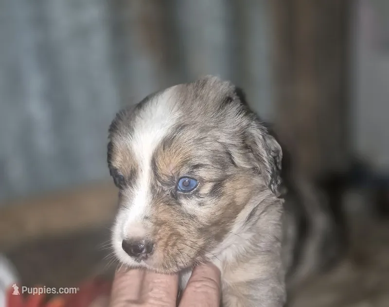Wizard – Miniature Aussiedoodle puppy for sale in Alba, TX