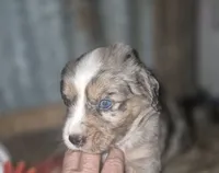 Wizard, a male Miniature Aussiedoodle for sale in Alba, TX – 3 of 6