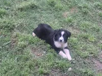 Mounds, a male Toy Australian Shepherd for sale in Alba, TX – 3 of 4