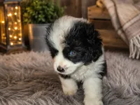 Mork, a male Toy Australian Shepherd for sale in Alba, TX – 3 of 7