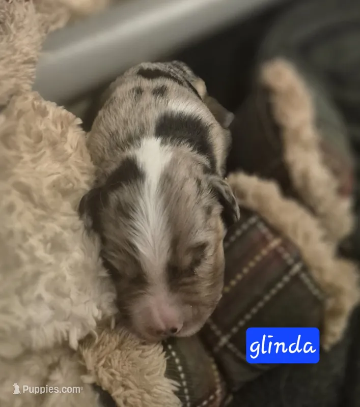 Glinda – Aussiedoodle puppy for sale in Alba, TX