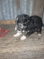 Scarecrow, a male Miniature Aussiedoodle for sale in Alba, TX – 2 of 4