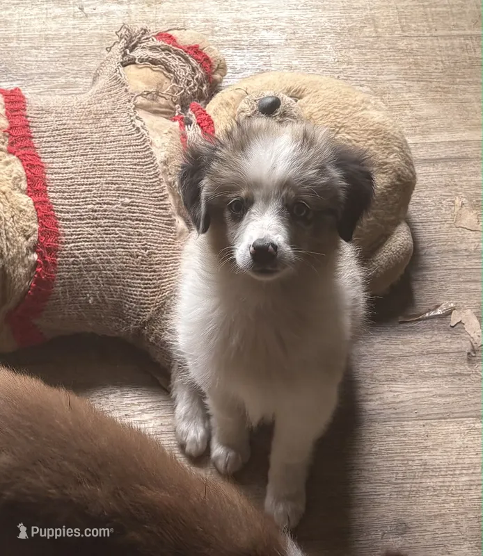 Milky way – Toy Australian Shepherd puppy for sale in Alba, TX