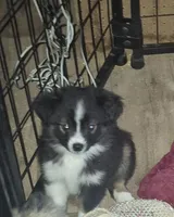 Kit kat, a male Toy Australian Shepherd for sale in Alba, TX – 1 of 1