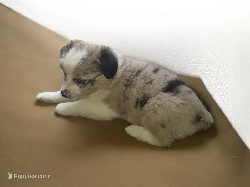 Milky way – Toy Australian Shepherd puppy for sale in Alba, TX
