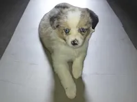 Milky way, a female Toy Australian Shepherd for sale in Alba, TX – Photo 3 of 3