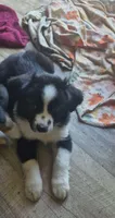 Mounds, a male Toy Australian Shepherd for sale in Alba, TX – 4 of 4