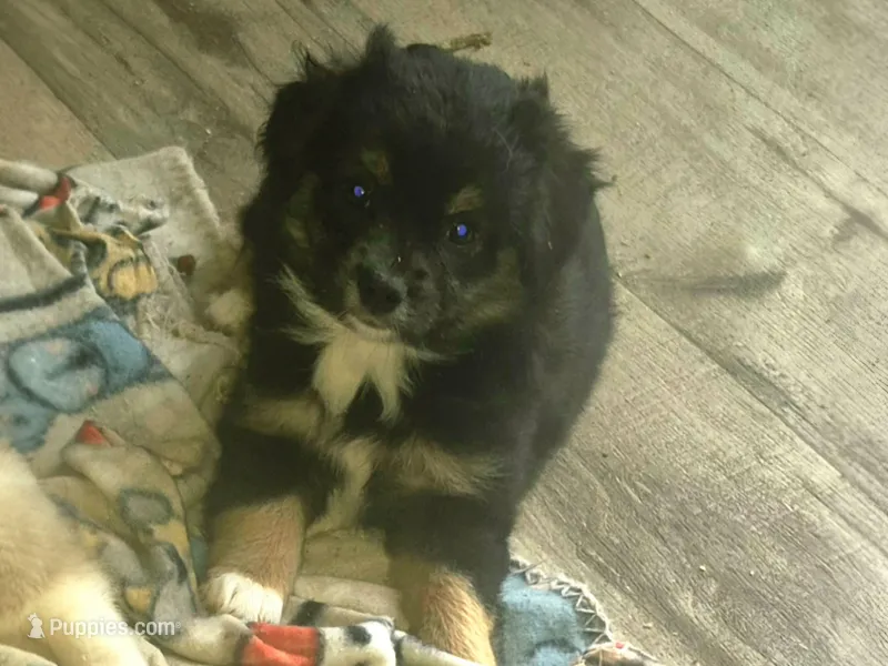 Hershey – Toy Australian Shepherd puppy for sale in Alba, TX