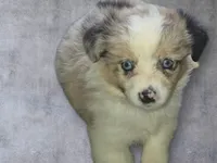 Milky way, a female Toy Australian Shepherd for sale in Alba, TX – Photo 2 of 3