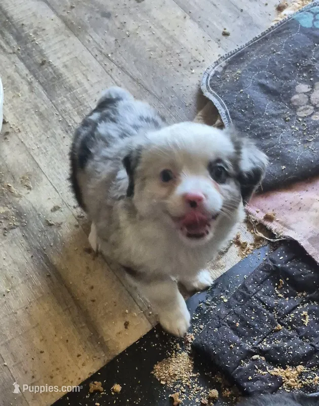 Almond joy – Toy Australian Shepherd puppy for sale in Alba, TX