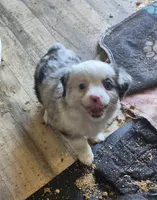 Almond joy, a female Toy Australian Shepherd for sale in Alba, TX – Photo 1 of 2