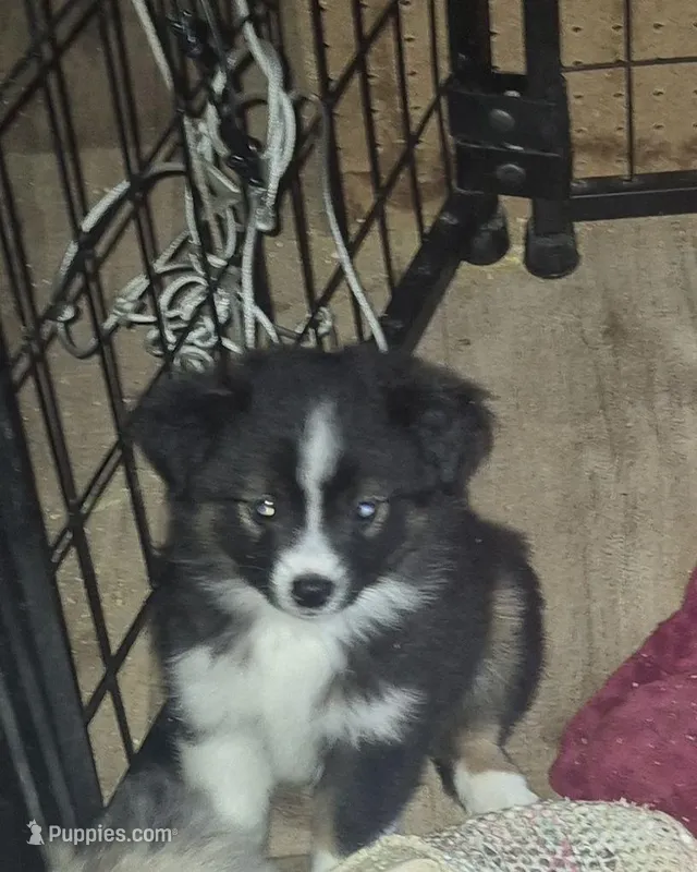 Crunch – Toy Australian Shepherd puppy for sale in Alba, TX