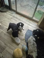 Payday, a male Toy Australian Shepherd for sale in Alba, TX – Photo 2 of 2