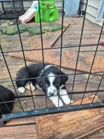 Mounds, a male Toy Australian Shepherd for sale in Alba, TX – 1 of 4