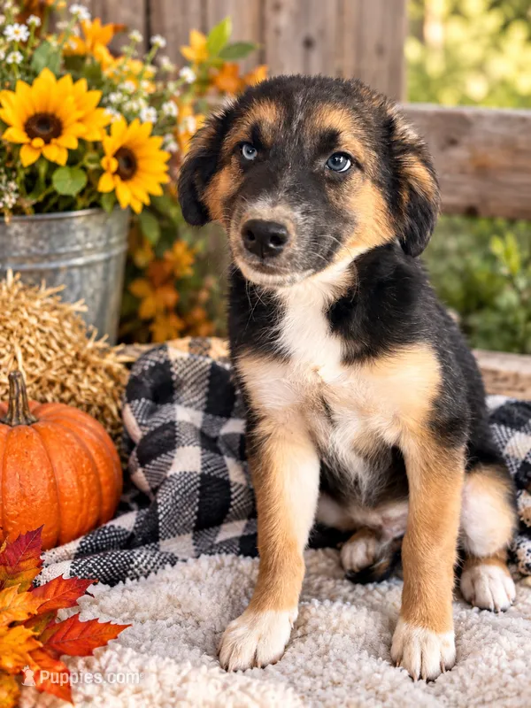 Scarecrow – Miniature Aussiedoodle puppy for sale in Alba, TX