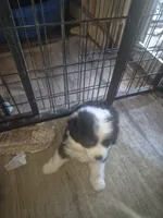Mork, a male Toy Australian Shepherd for sale in Alba, TX – 7 of 7