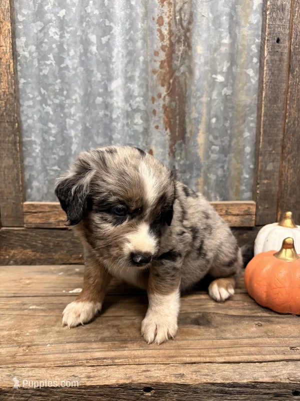 Tin man – Aussiedoodle puppy for sale in Alba, TX