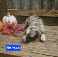 Tin man, a male Aussiedoodle for sale in Alba, TX – 1 of 1