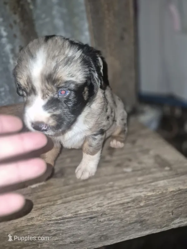 Tin man – Aussiedoodle puppy for sale in Alba, TX