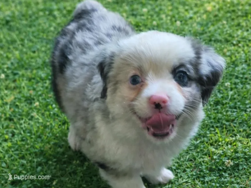 Almond joy – Australian Shepherd puppy for sale in Alba, TX