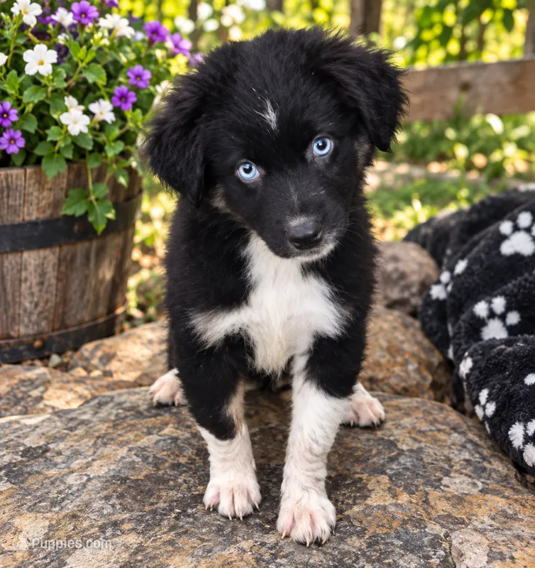 Dorothy – Miniature Aussiedoodle puppy for sale in Alba, TX