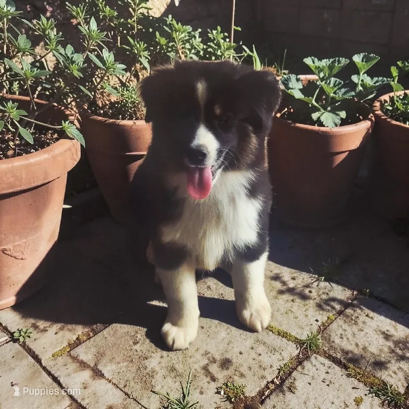 Crunch – Toy Australian Shepherd puppy for sale in Alba, TX