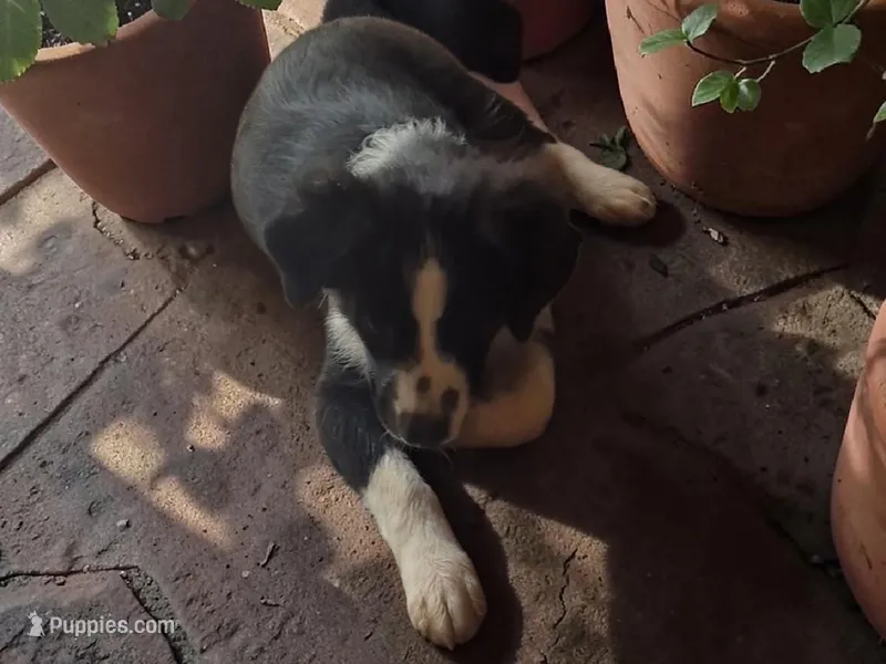 Mounds – Toy Australian Shepherd puppy for sale in Alba, TX