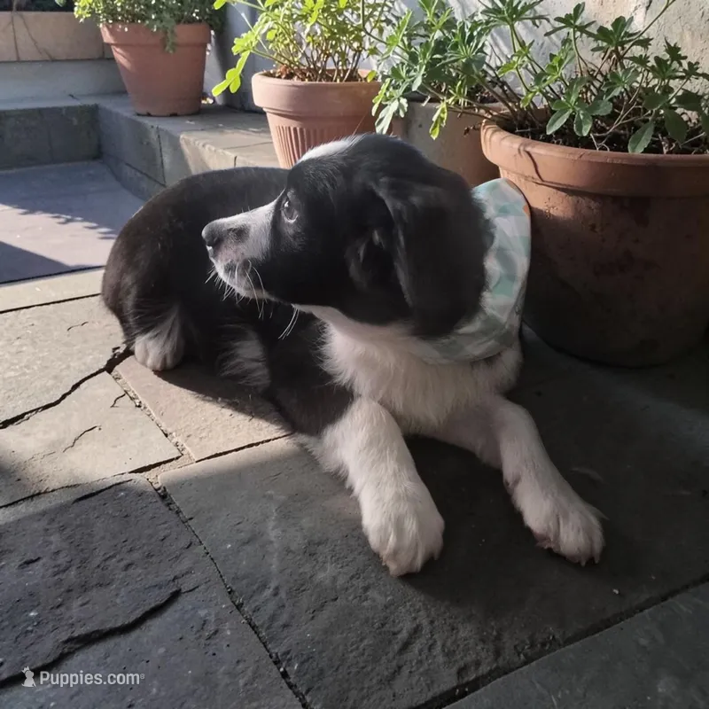 Mounds – Toy Australian Shepherd puppy for sale in Alba, TX