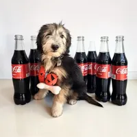 Toro, a male Miniature Aussiedoodle for sale in Alba, TX – 2 of 2