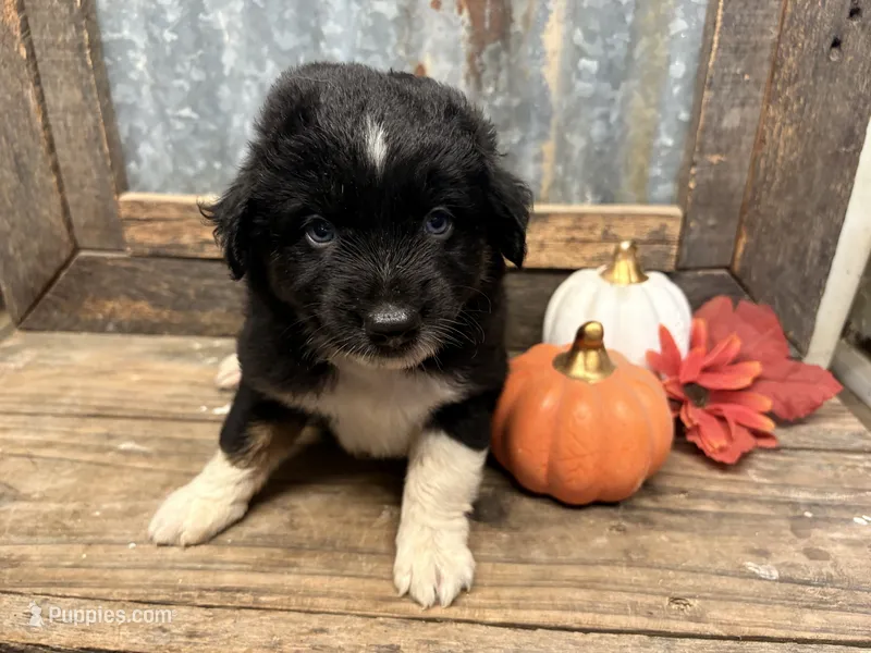 Dorothy – Miniature Aussiedoodle puppy for sale in Alba, TX
