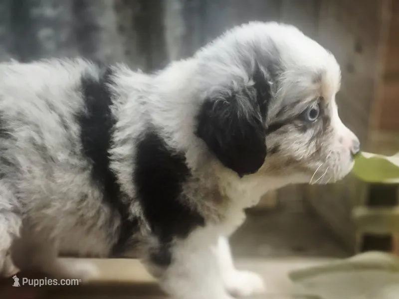 Mindy – Toy Australian Shepherd puppy for sale in Alba, TX