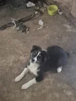 Mounds, a male Toy Australian Shepherd for sale in Alba, TX – 2 of 3