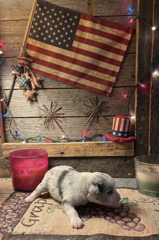 Mindy – Toy Australian Shepherd puppy for sale in Alba, TX