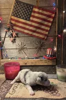 Mindy, a female Toy Australian Shepherd for sale in Alba, TX – 1 of 1