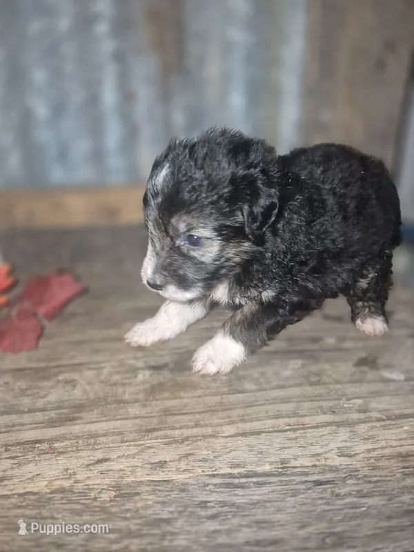 Toto – Miniature Aussiedoodle puppy for sale in Alba, TX