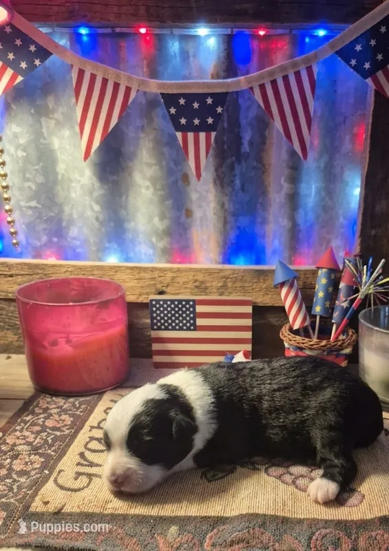 Mork – Toy Australian Shepherd puppy for sale in Alba, TX