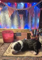Mork, a male Toy Australian Shepherd for sale in Alba, TX – 1 of 1