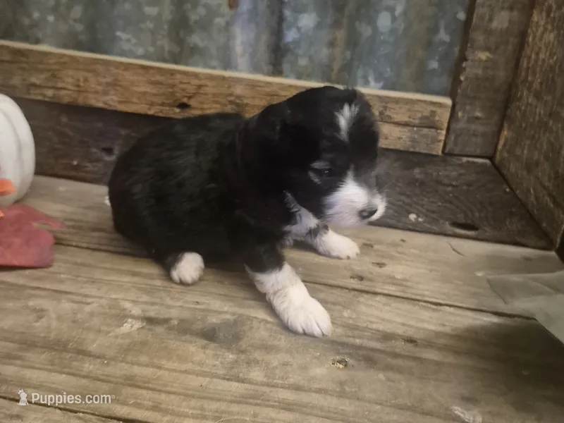 Toto – Miniature Aussiedoodle puppy for sale in Alba, TX