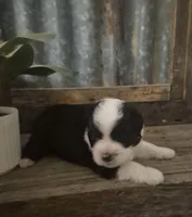 Mork, a male Toy Australian Shepherd for sale in Alba, TX – 5 of 7