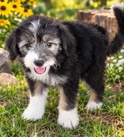Toto, a male Miniature Aussiedoodle for sale in Alba, TX – 1 of 6