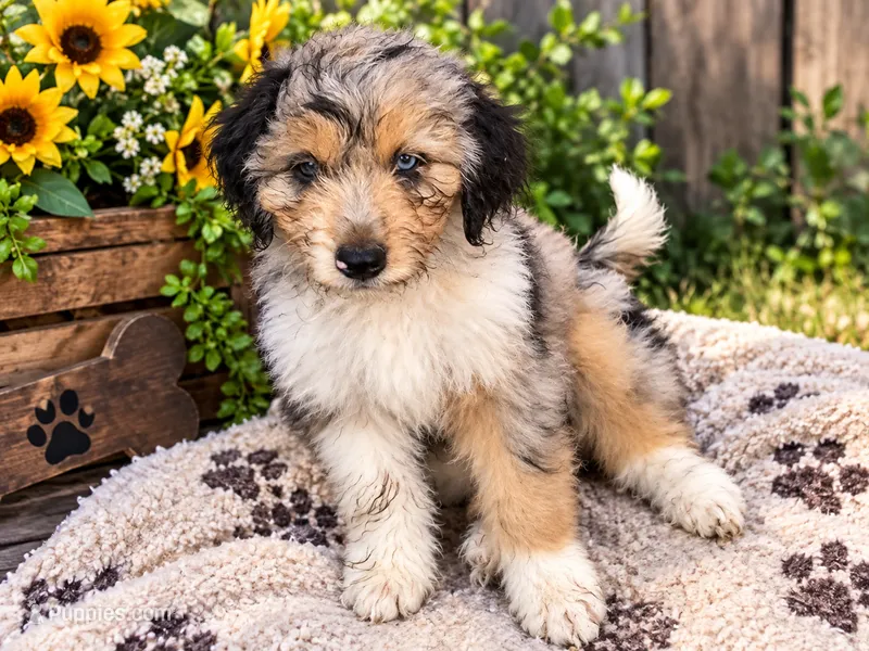 Glinda – Miniature Aussiedoodle puppy for sale in Alba, TX