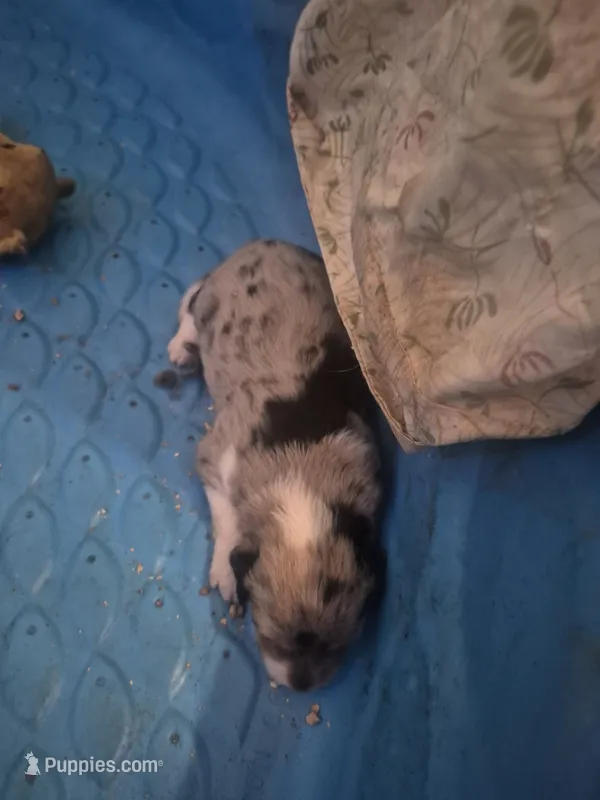 Wizard – Miniature Aussiedoodle puppy for sale in Alba, TX