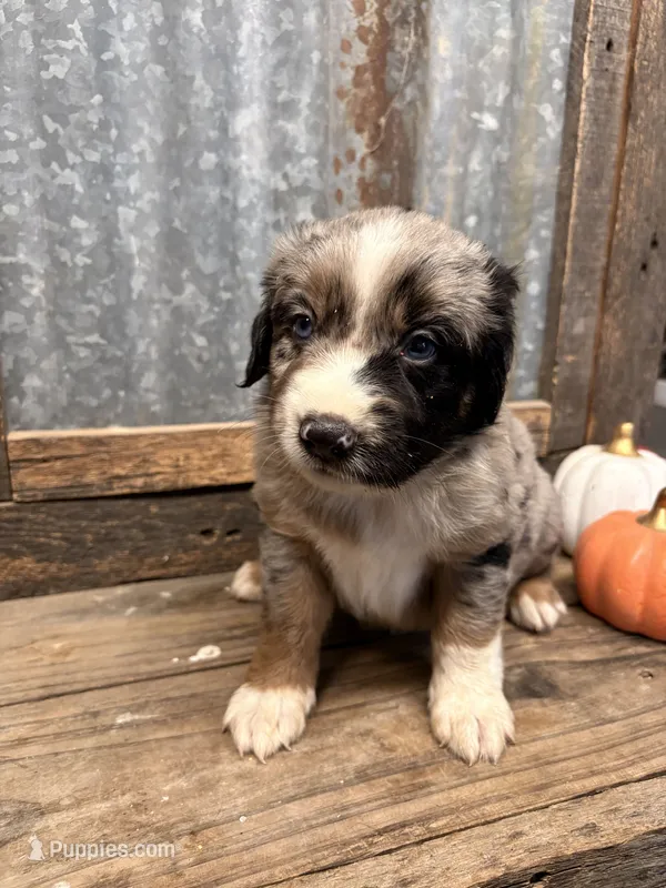 Wizard – Miniature Aussiedoodle puppy for sale in Alba, TX