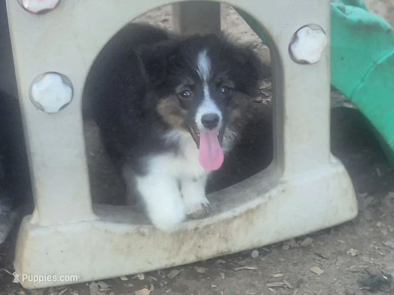 Kit kat – Toy Australian Shepherd puppy for sale in Alba, TX