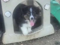 Kit kat, a male Toy Australian Shepherd for sale in Alba, TX – 1 of 1