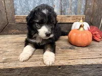 Toto, a male Miniature Aussiedoodle for sale in Alba, TX – 6 of 6